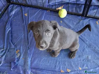 Mixed Breed dogs 3 adorable puppy's - Advert 1