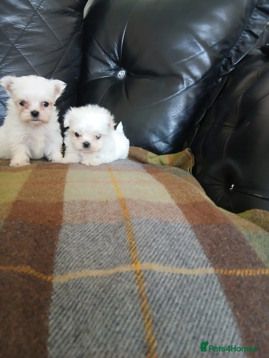 Maltese dogs for sale: Maltese  in Carluke - Advert 11
