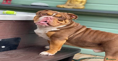 English Bulldog dogs - Advert 4