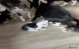 Domestic Shorthair cats for sale: beautiful tabby and black and white kittens - Image 39