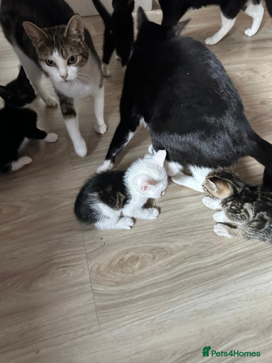 Domestic Shorthair cats for sale: beautiful tabby and black and white kittens - Image 39
