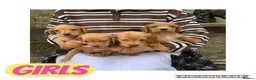 Cockerdor dogs for sale: Fox red Cockerdor pups 🐶 - Advert 3