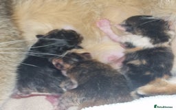Scottish Fold cats for sale: TICA REGISTERED SCOTTISH BABIES  - Image 24