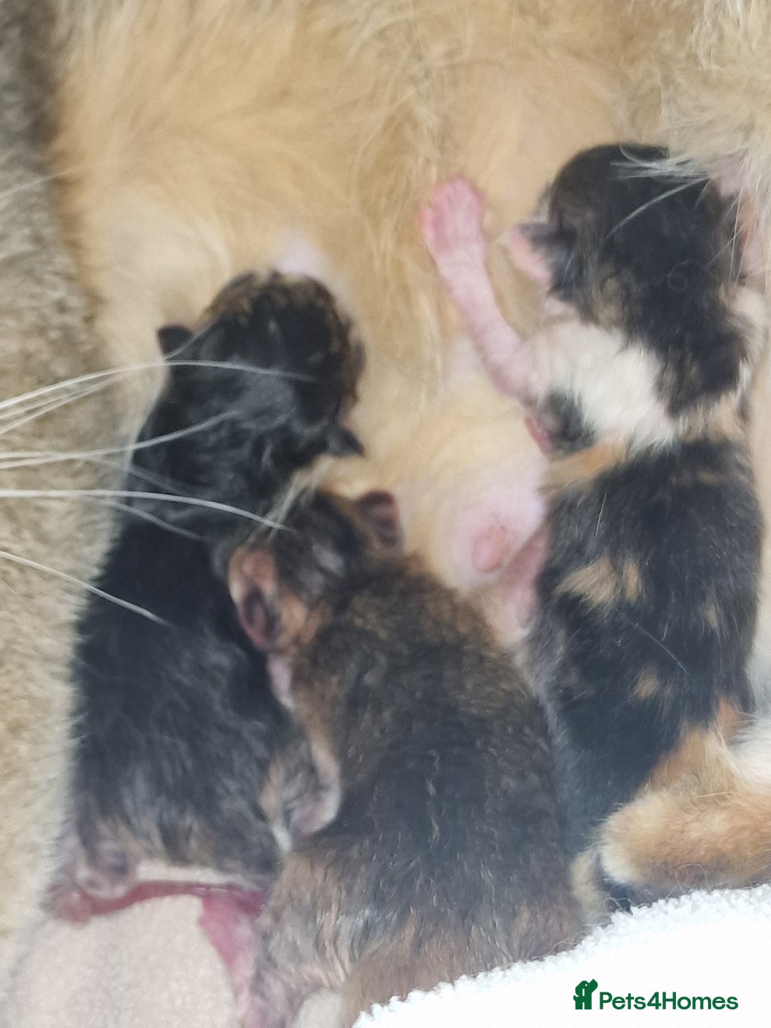 Scottish Fold cats for sale: TICA REGISTERED SCOTTISH BABIES  - Image 24