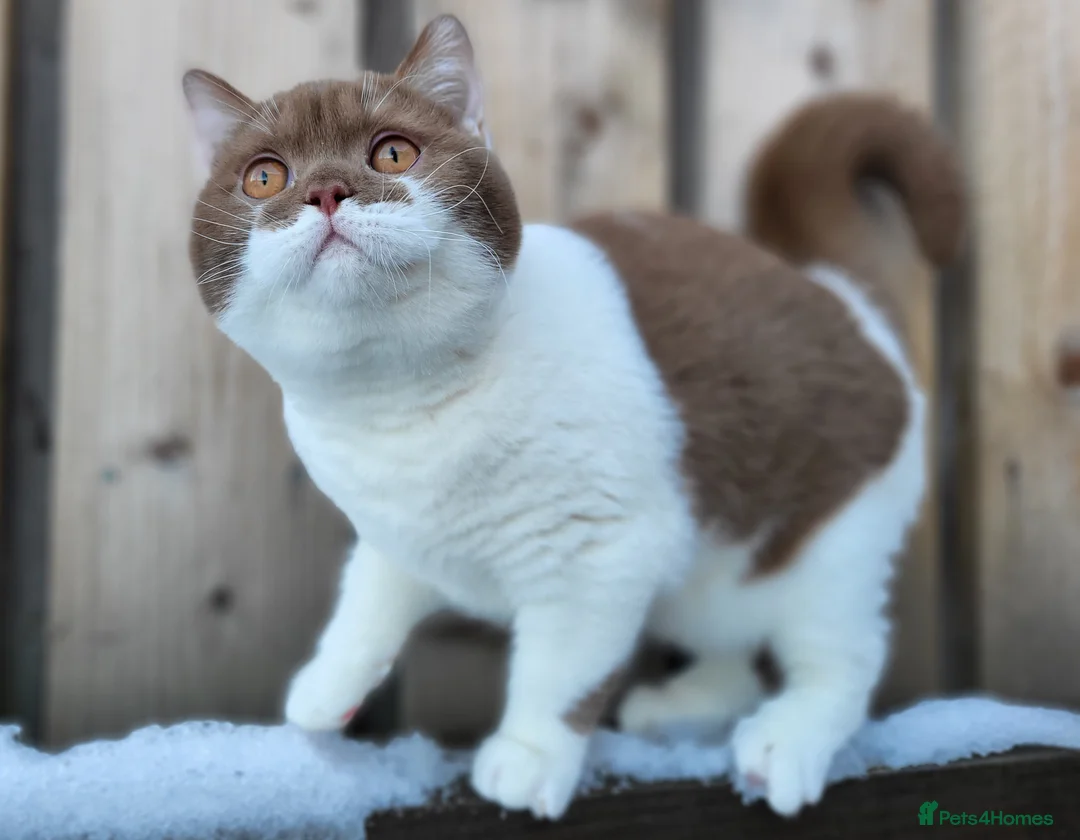 British Shorthair cats for sale: Stunning British Shorthair Kittens  - Advert 10