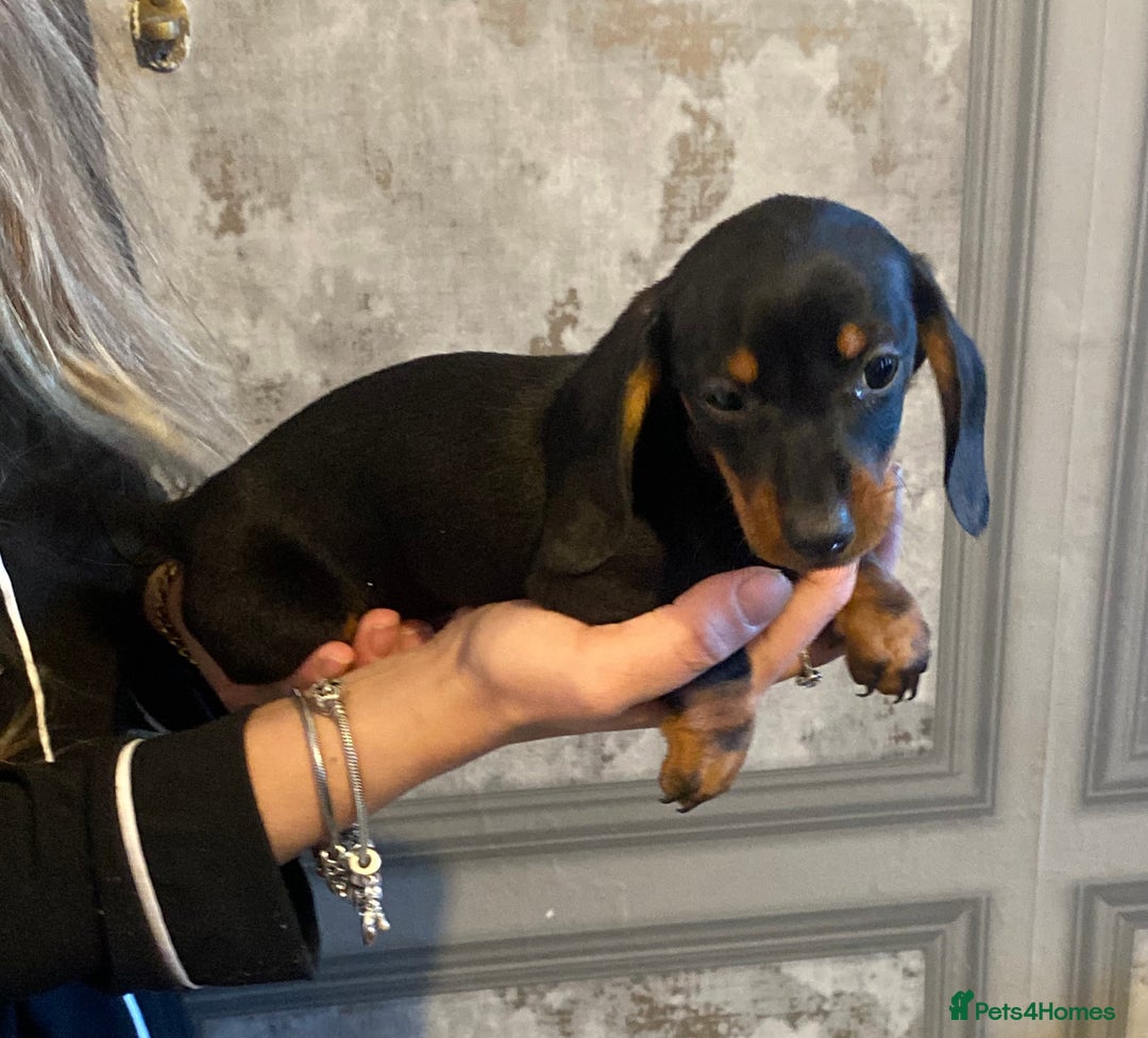 Dachshund dogs for sale: Three dachshund’s ready to go now!!! - Advert 11