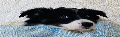 Border Collie Puppy 5