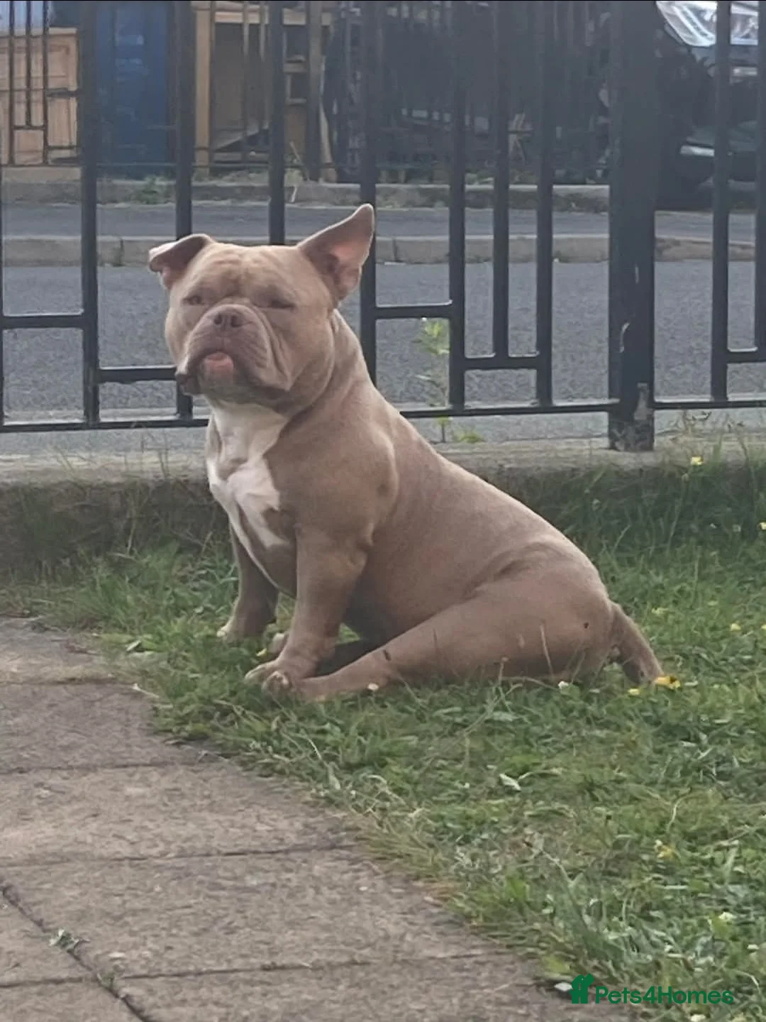 American Bully dogs for sale: 2 American pocket bully females  - Advert 7