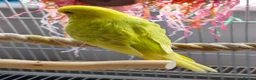Budgerigars birds for sale: Baby Budgies - Ready for their forever home - Advert 3