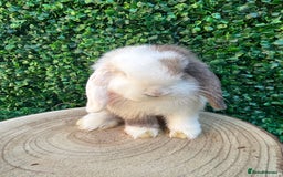 Mini Lop rabbits for sale: Mini lop babies 🌟 in Hartlepool - Image 19