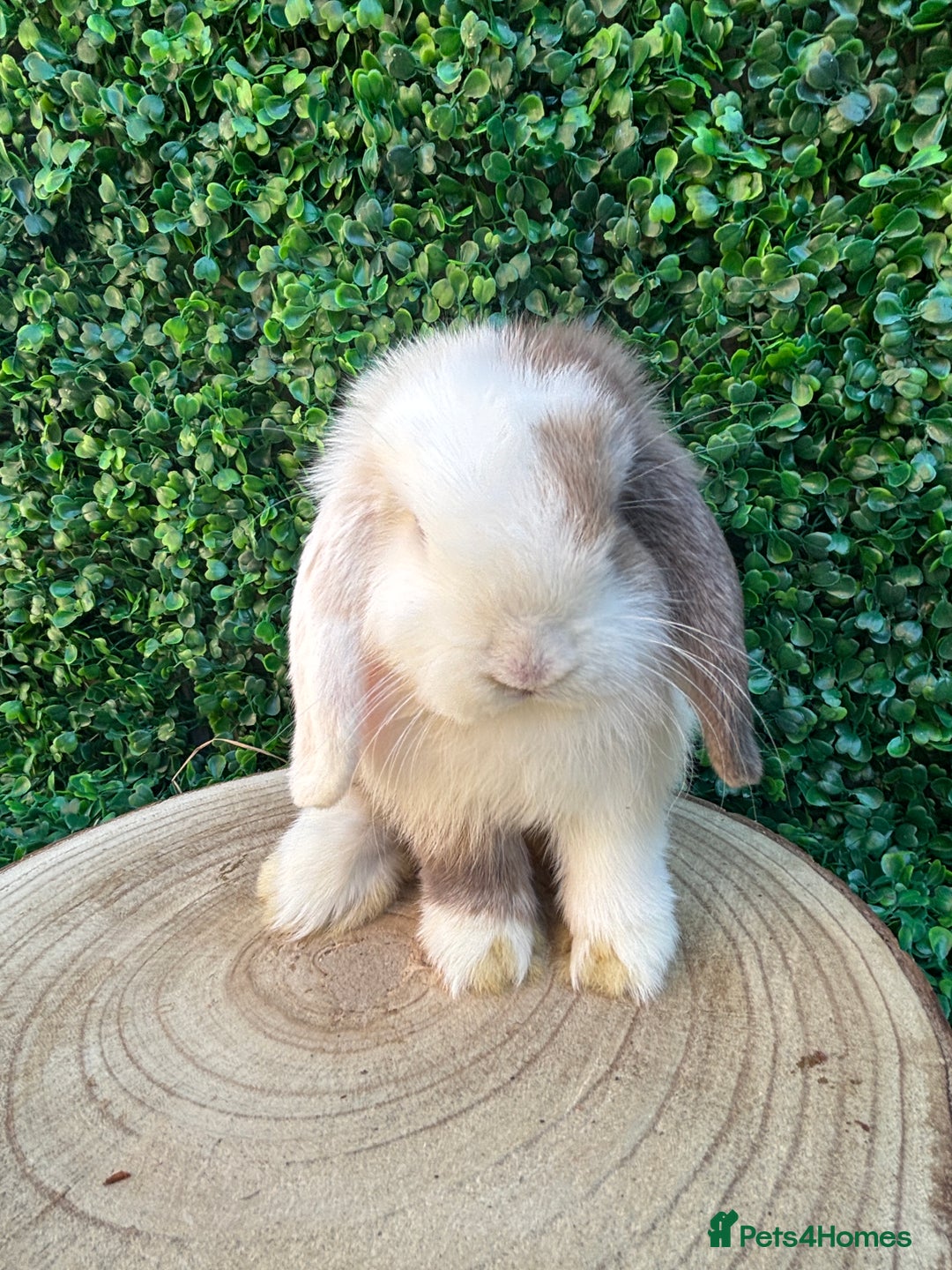 Mini Lop rabbits for sale: Mini lop babies 🌟 in Hartlepool - Image 19