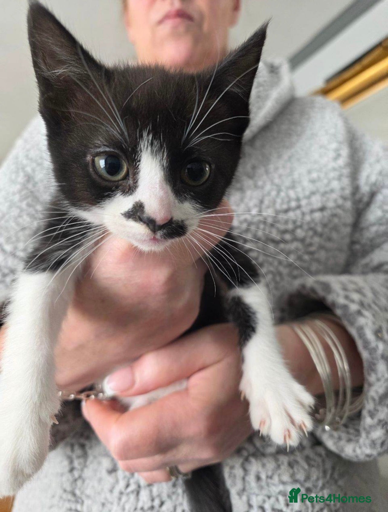 Mixed Breed cats Kitten for sale  - Advert 2