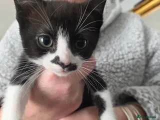 Mixed Breed cats Kitten for sale - Advert 6