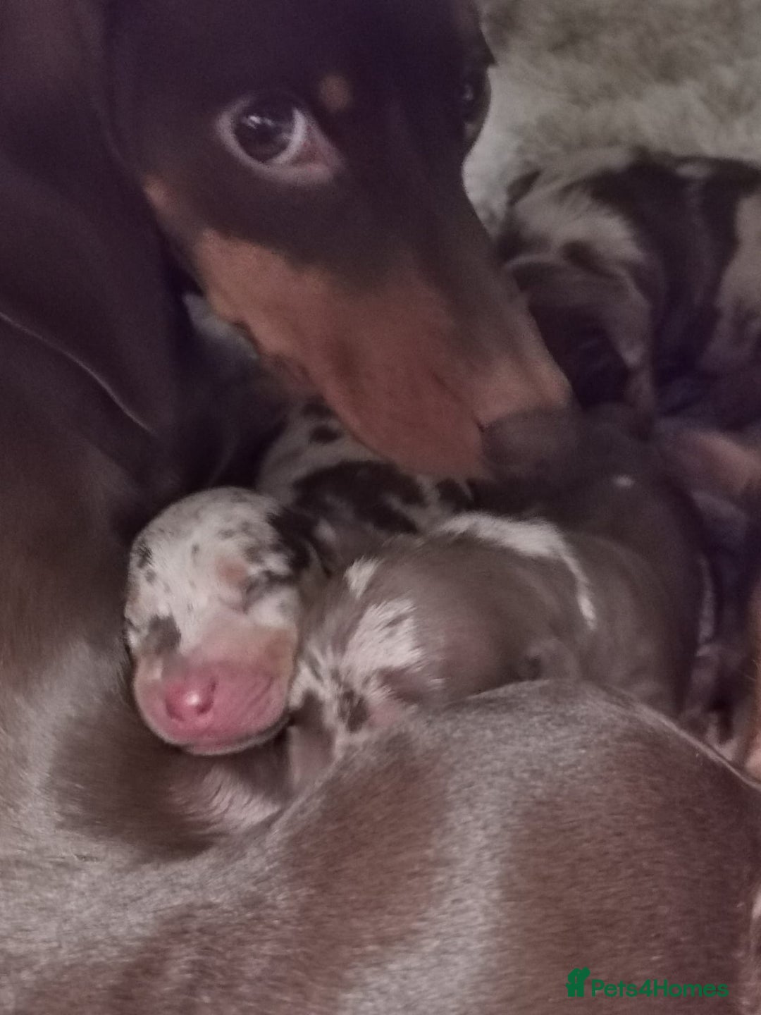 Miniature Dachshund dogs for sale: Beautiful mini dachshund boys 🐾 - Advert 7