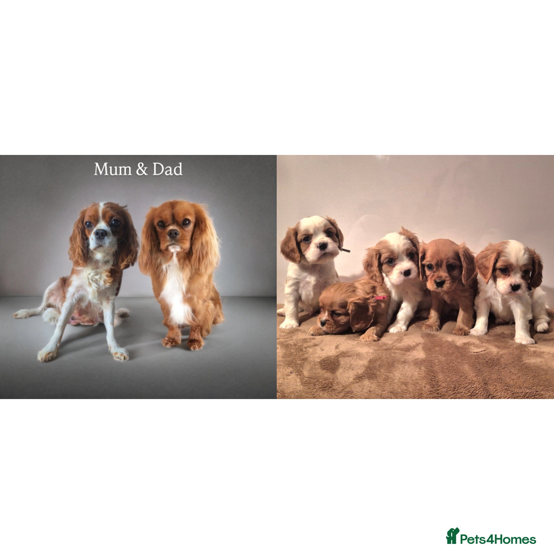 Cavalier King Charles Spaniel dogs 3 blenheim boys left beautiful CKCS ❤️ - Advert 17