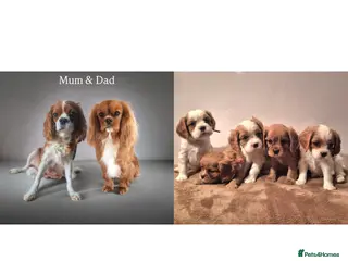 Cavalier King Charles Spaniel dogs 3 blenheim boys left beautiful CKCS ❤️ - Advert 17