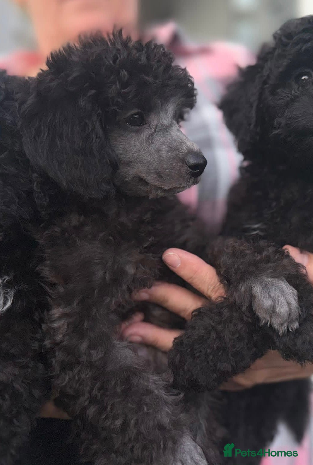Miniature Poodle dogs health tested clear 🐩last rare colour poodle boy  - Advert 10