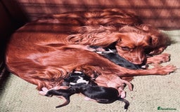 Cocker Spaniel dogs for sale: 6 Cocker Spaniel puppies for sale - Advert 8