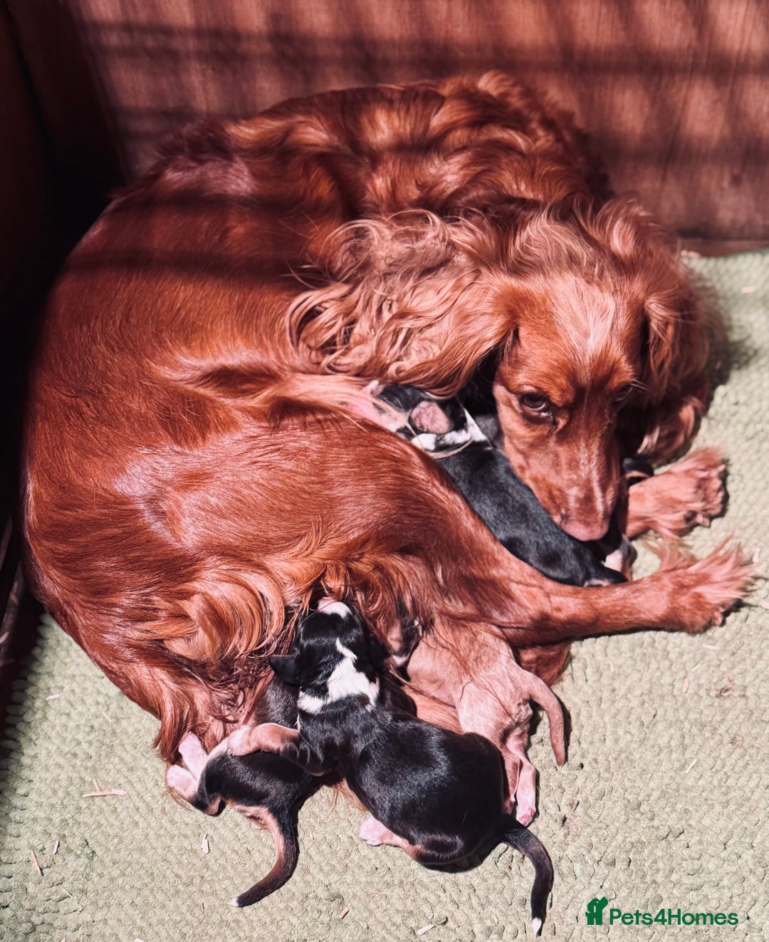 Cocker Spaniel dogs for sale: 6 Cocker Spaniel puppies for sale - Advert 8