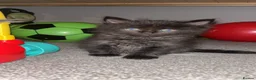 Ragdoll cats for sale: Ragdoll x Maine coon  - Advert 2