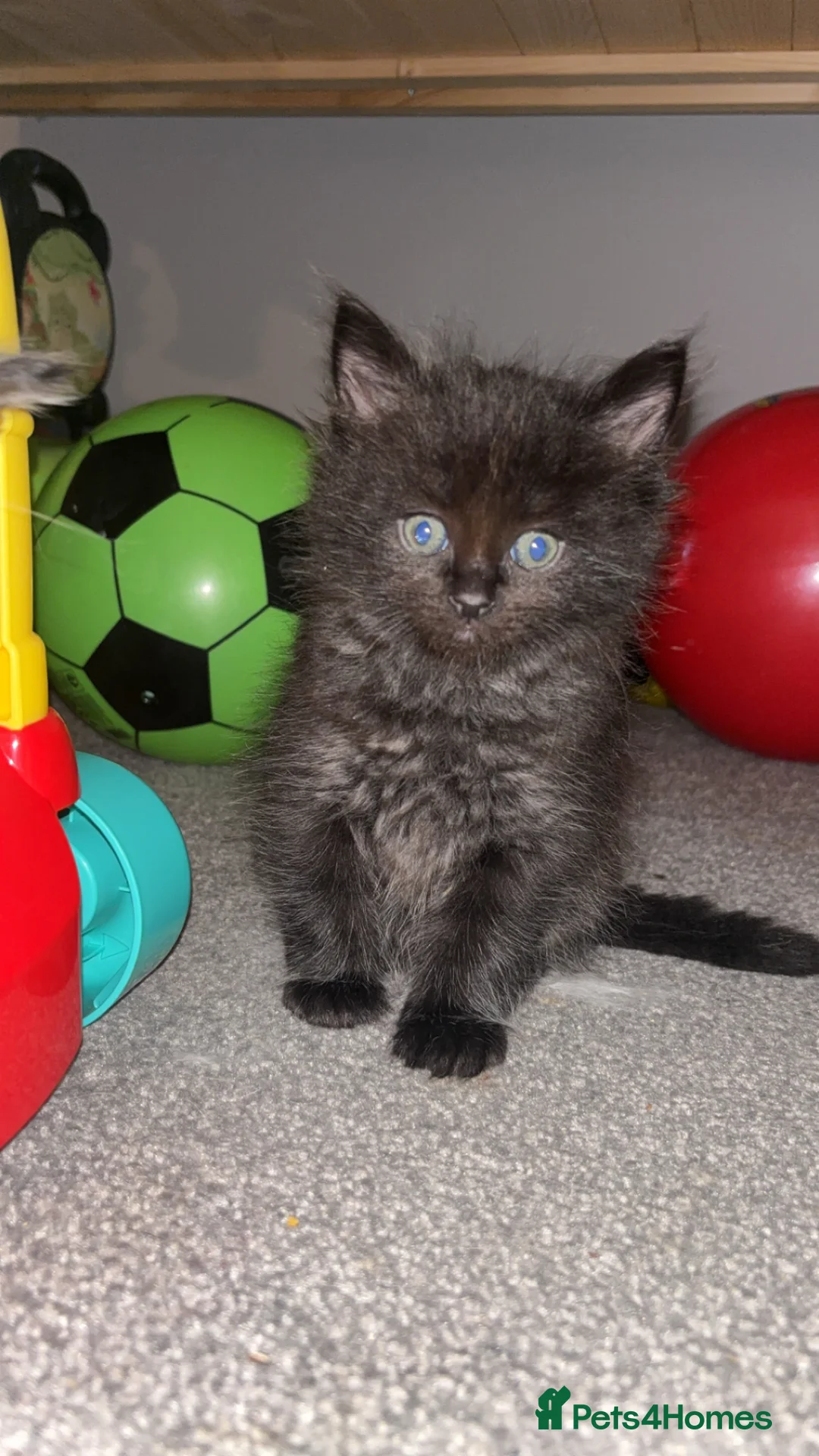 Ragdoll cats for sale: Ragdoll x Maine coon  - Advert 2