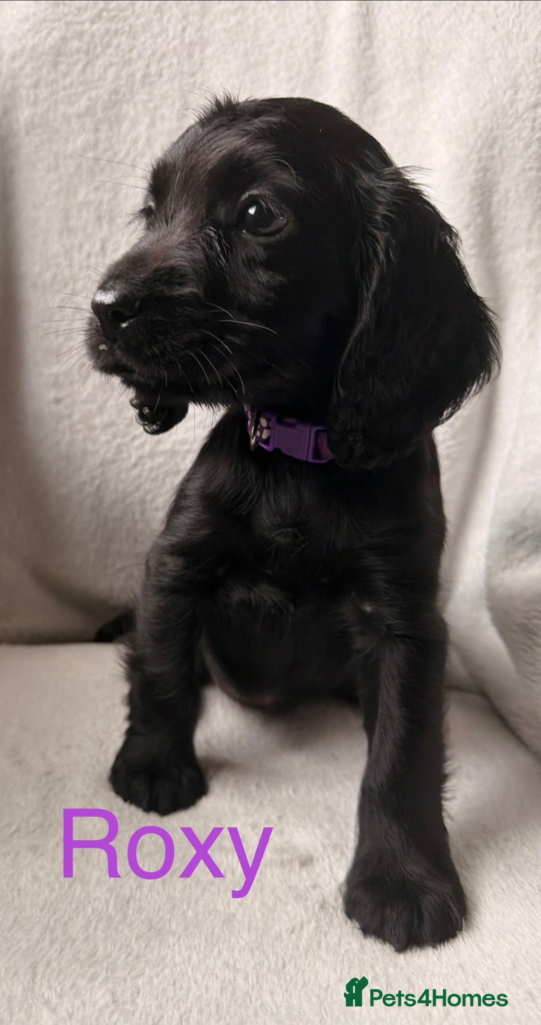 Cocker Spaniel dogs for sale: Working cocker spaniels  - Advert 11