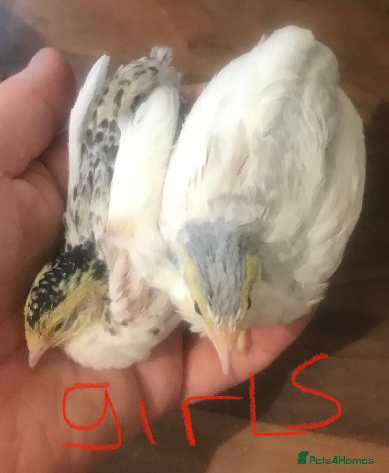 Quail poultry SEXED QUAILS/CHINESE PAINTED BUTTONS ! - Advert 8