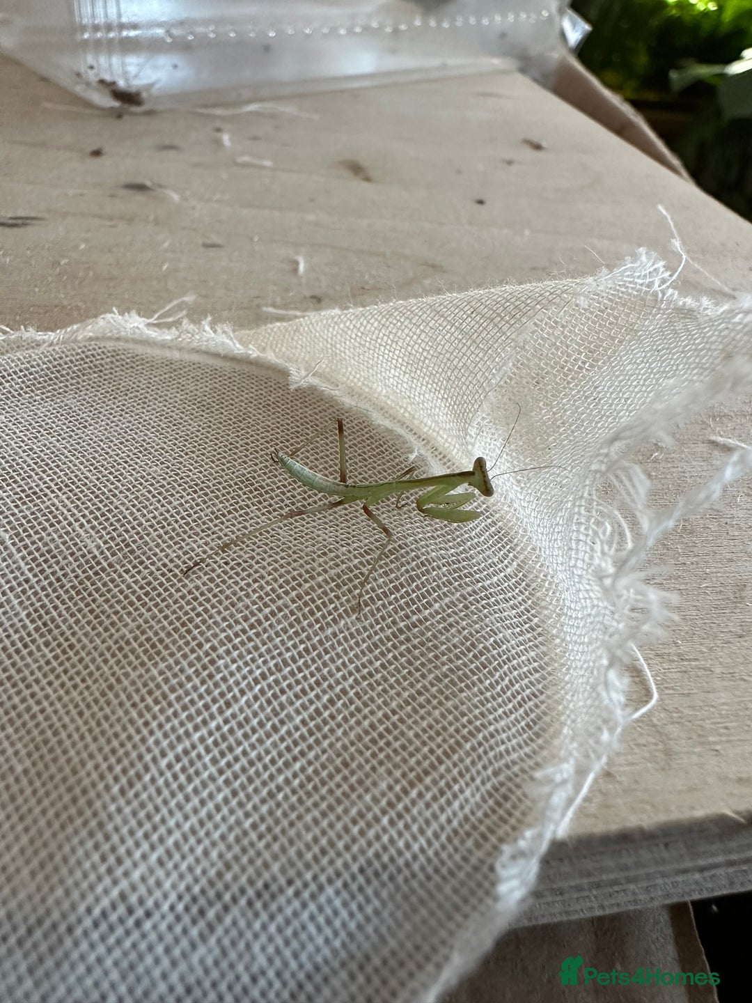 Praying Mantis invertebrates for sale: Giant Asian mantis nymph  - Advert 4