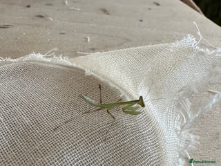 Praying Mantis invertebrates Giant Asian mantis nymph - Advert 17