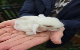 Mini Lop rabbits for sale: Stunning mini lop babies ready to secure  - Image 3