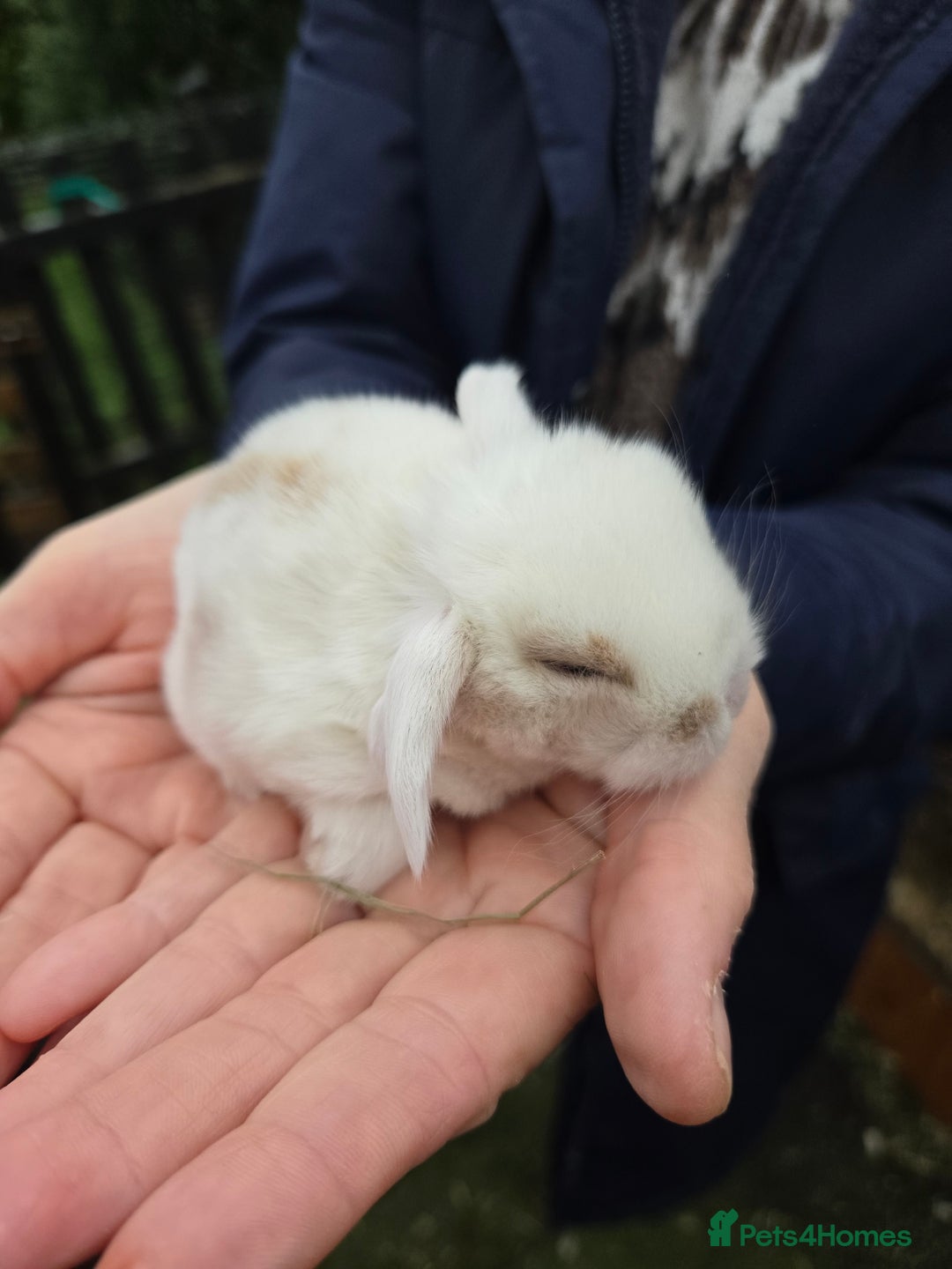 Mini Lop rabbits for sale: Stunning mini lop babies ready to secure  - Image 3