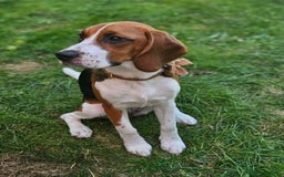 Beagle dogs for sale: Stunning Beagle girl  - Image 9