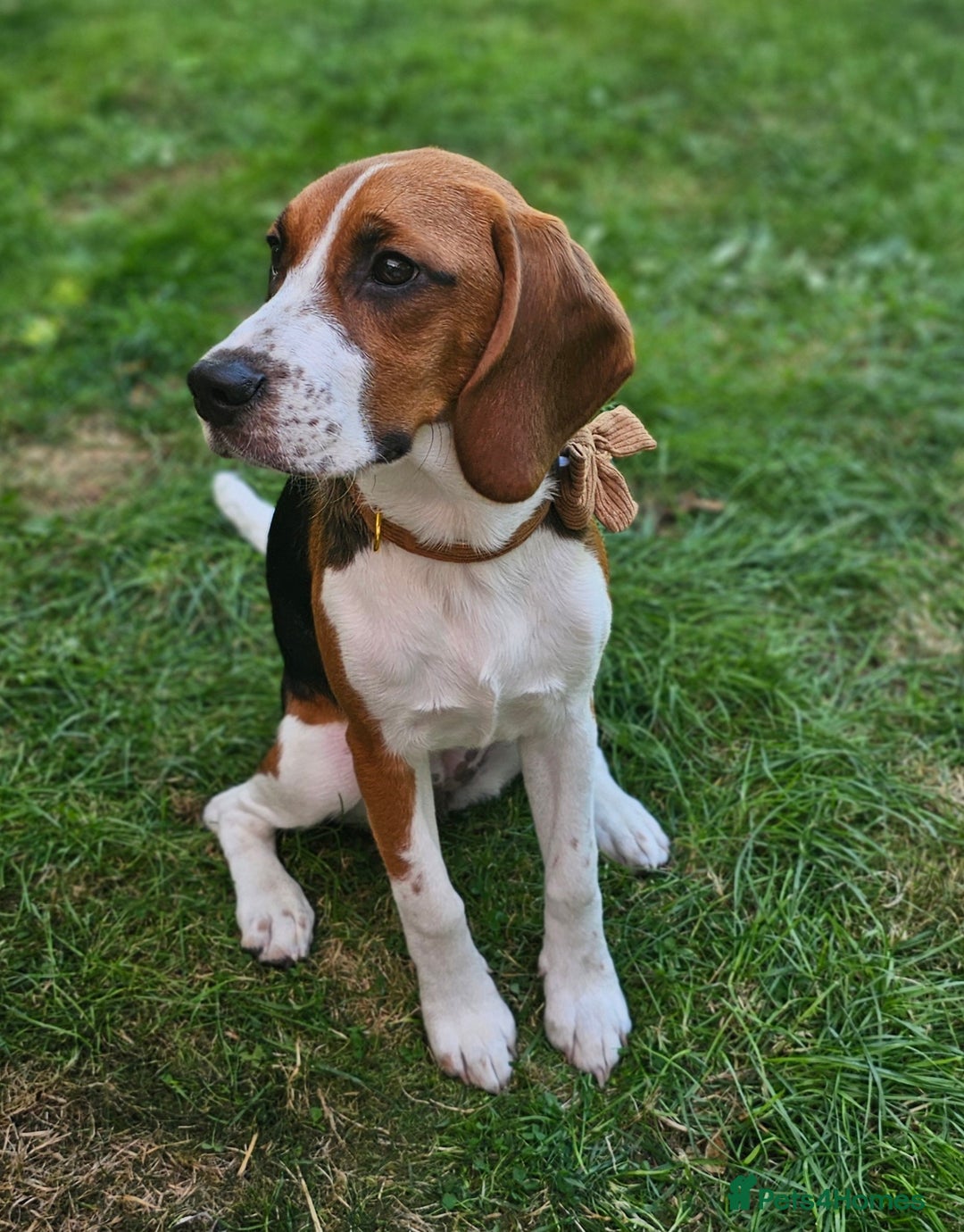 Beagle dogs for sale: Stunning Beagle girl  - Image 9