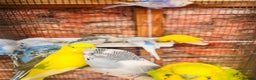 Budgerigars birds for sale: Stunning budgies for sale  - Advert 2