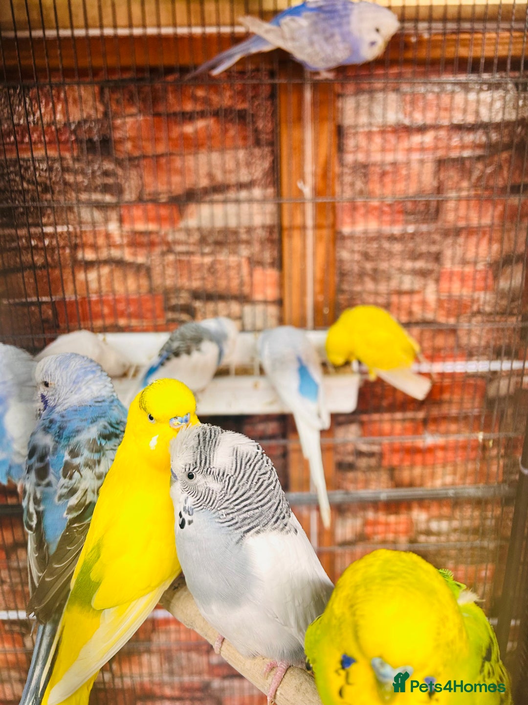 Budgerigars birds for sale: Stunning budgies for sale  - Advert 2