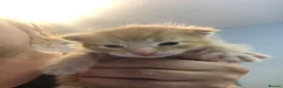 Mixed Breed cats for sale: Kittens - Advert 2