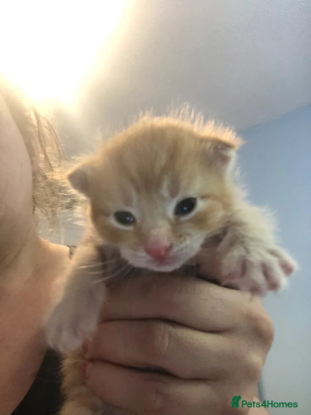Mixed Breed cats for sale: Kittens - Advert 2