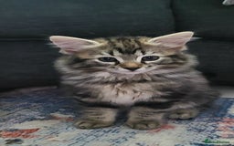 Ragdoll cats for sale: Adorable mixed Norwegian/Ragdoll left  in Dundee - Image 4
