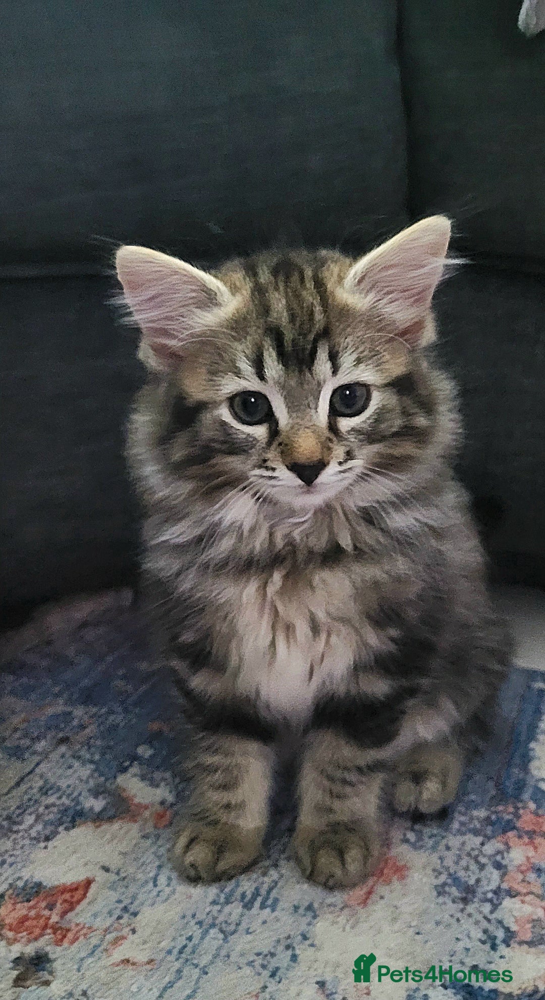 Ragdoll cats for sale: Adorable mixed Norwegian/Ragdoll left  in Dundee - Image 4