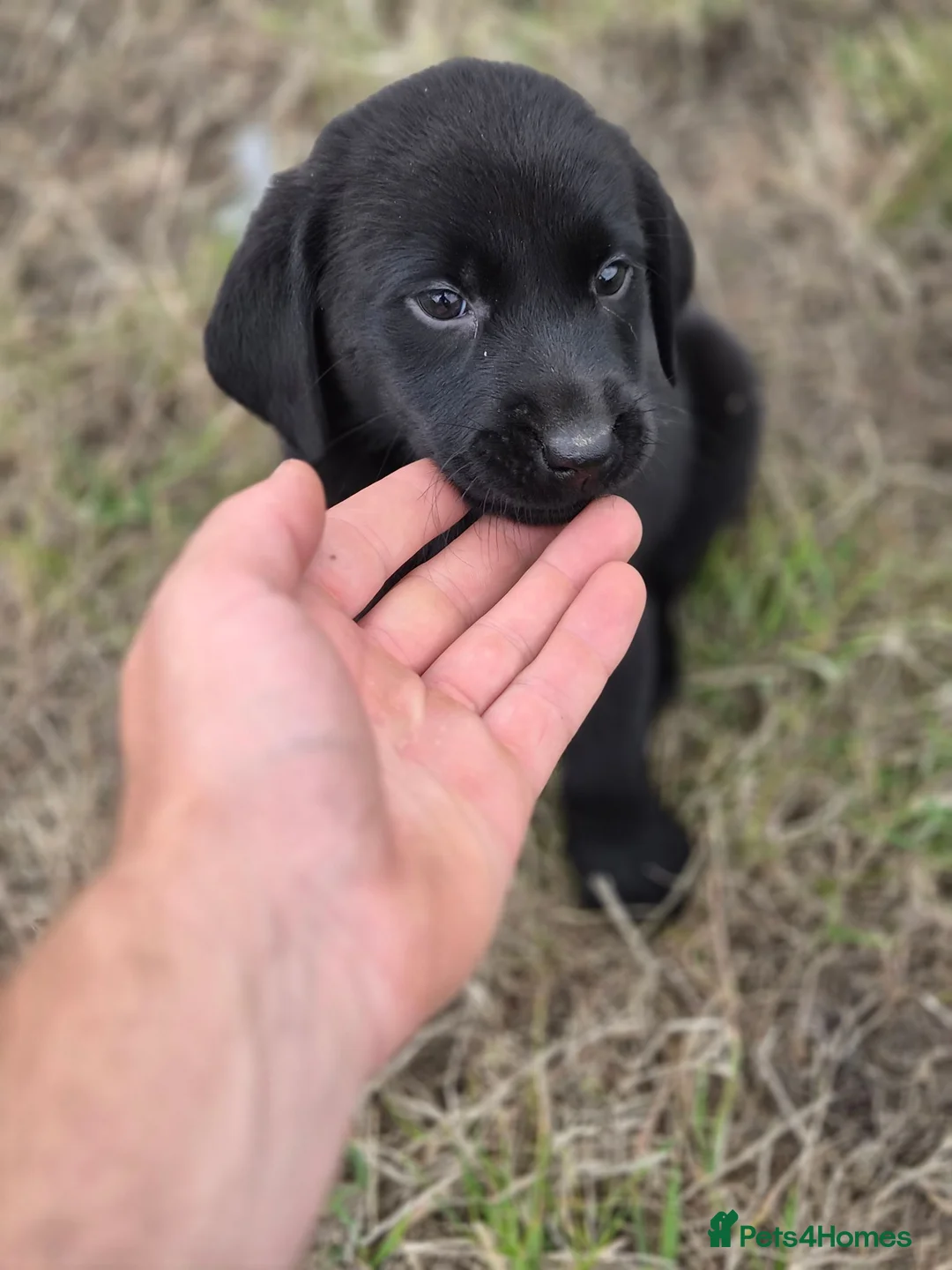 Labrador Retriever dogs for sale: 4 excellent labrador pups - Advert 2