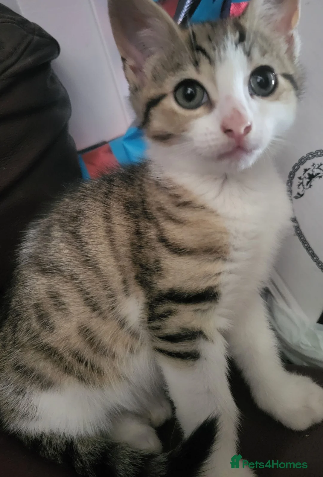 Mixed Breed cats for sale: 1 female left, beautiful bengal cross kitten.  - Advert 2