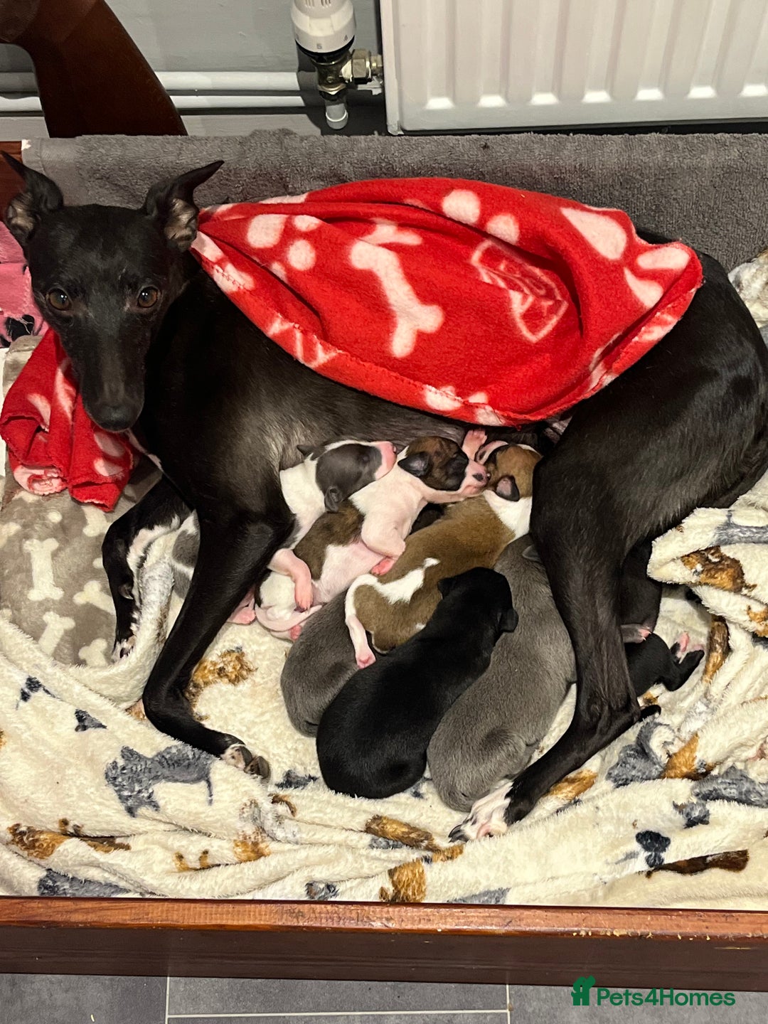 Whippet dogs for sale: KC registered stunning selection whippet pups - Advert 17