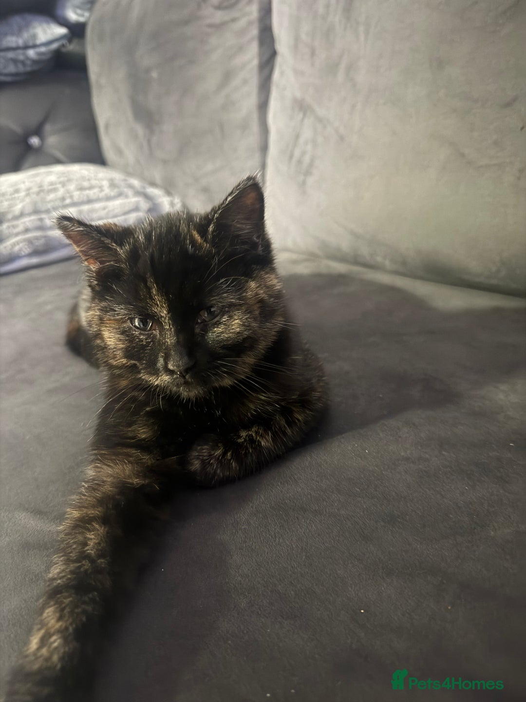 British Shorthair cats for sale: Stunning tortoiseshell kitten  - Advert 2