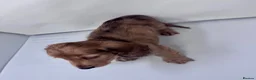 Miniature Dachshund dogs for sale: Beautiful long hairs mini dachunds  - Advert 13