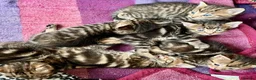 Bengal cats for sale: Glitter Bengal X With Famous References! - Advert 19