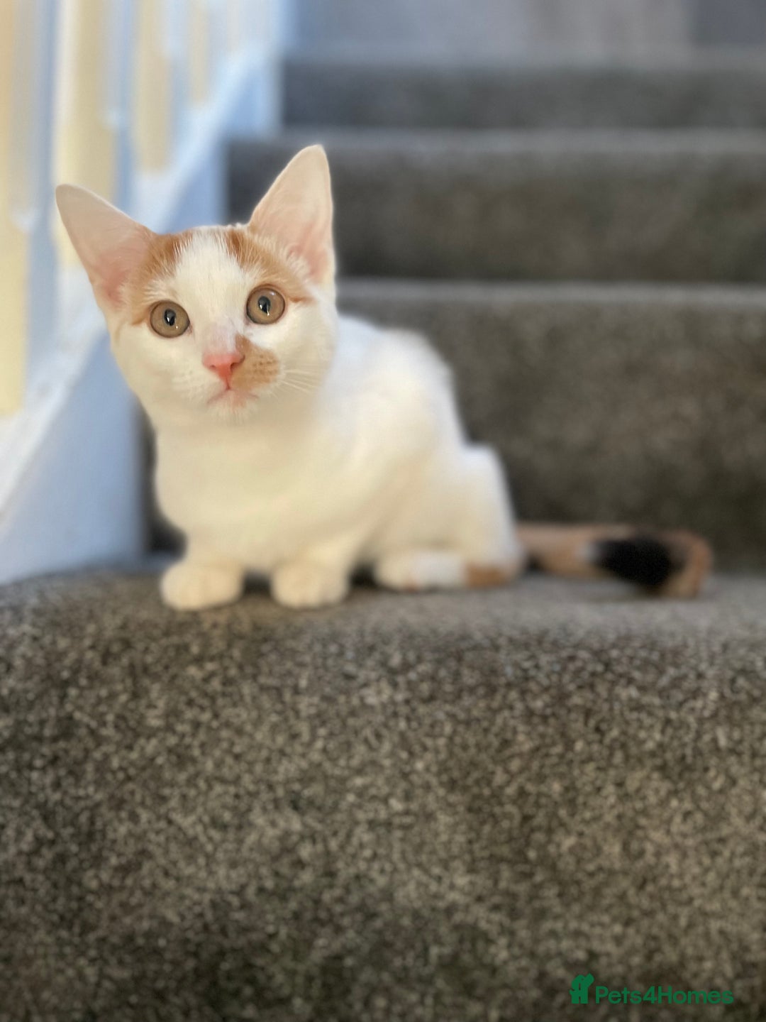 British Shorthair cats for sale: Beautiful kitten  - Image 2