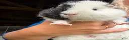 Guinea Pig rodents for sale: 2 female guinea pigs in Mexborough - Advert 3