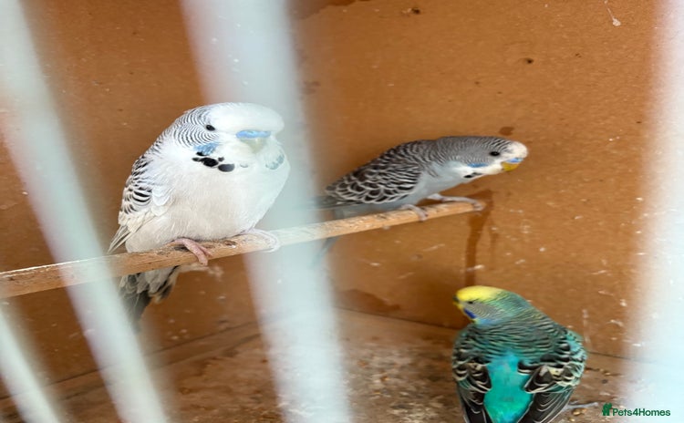 Budgerigars birds - Advert 13