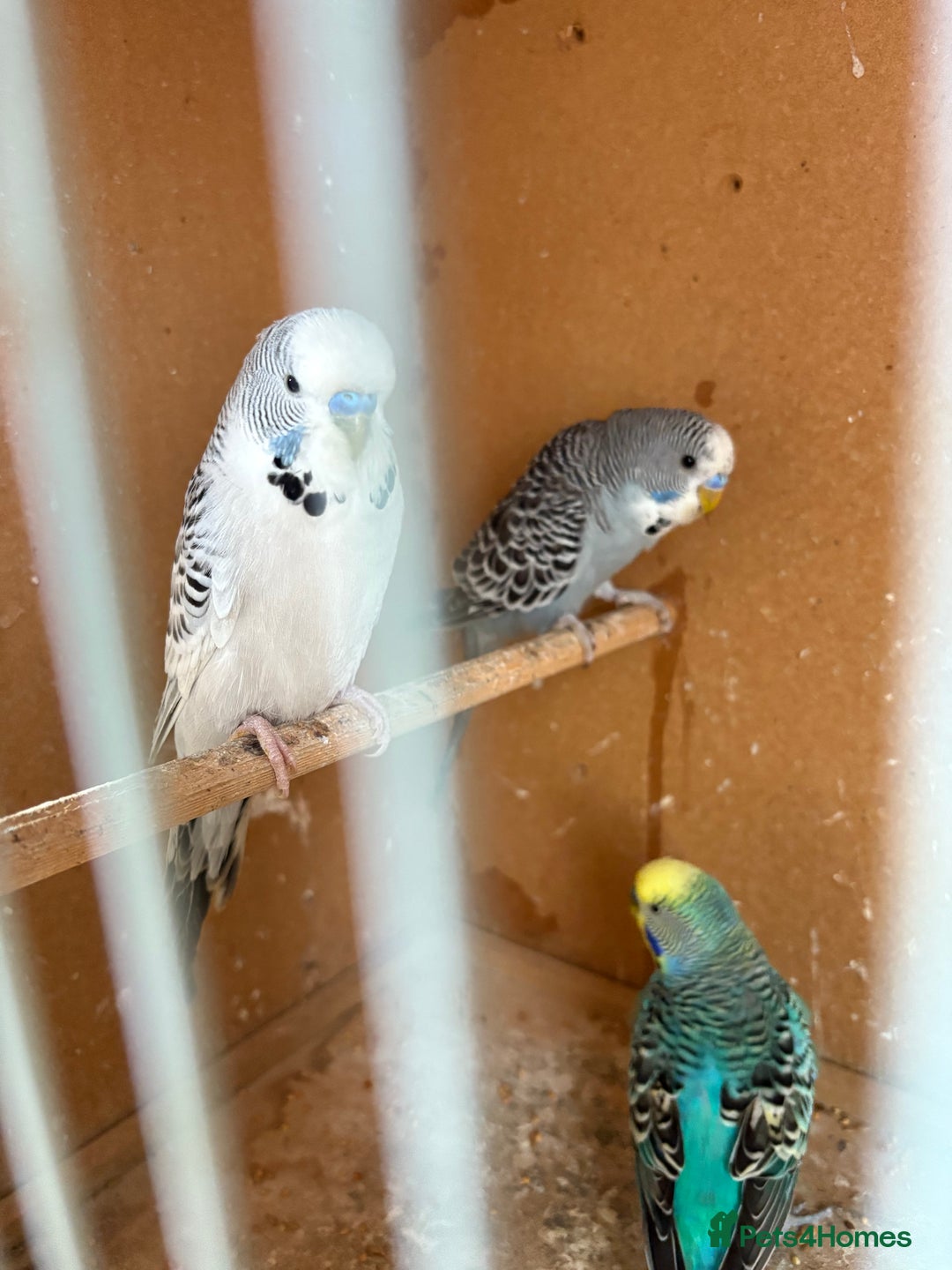Budgerigars birds for sale: Beautiful baby Budgies - Image 1