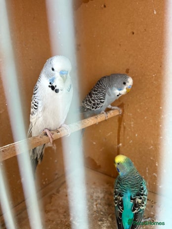 Budgerigars birds - Advert 16